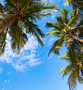 Clear sky with coconut palm with a view of a magnificent beach